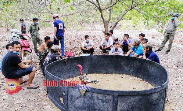 Ph&aacute; trường g&agrave; trong vườn điều, tạm giữ 15 đối tượng