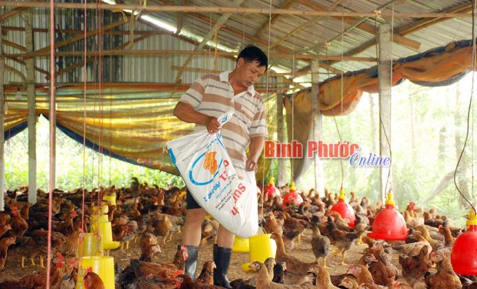 Vựa gà Thanh Lương thời đại dịch