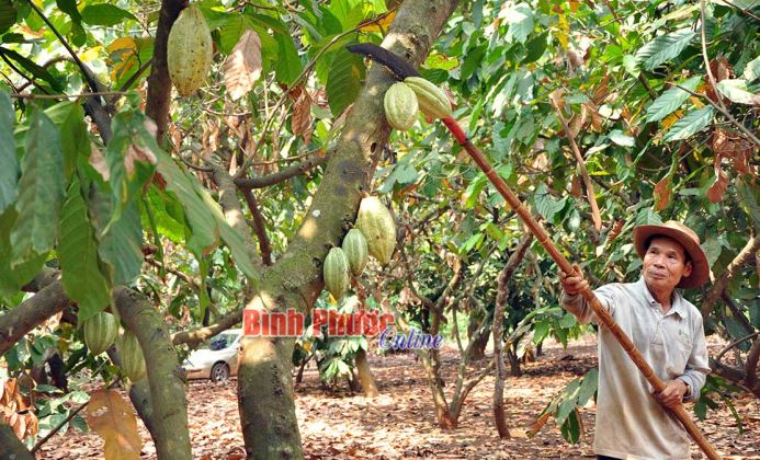 Tăng thu nhờ trồng ca cao xen vườn điều