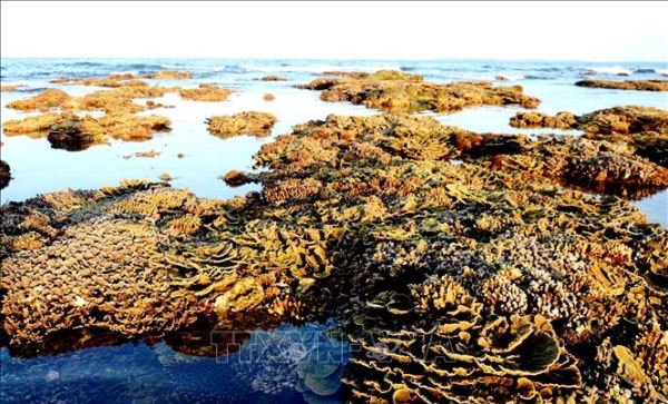 Mê mẩn những rạn san hô rực rỡ sắc màu ở 'thủy cung trên cạn' Gành Yến