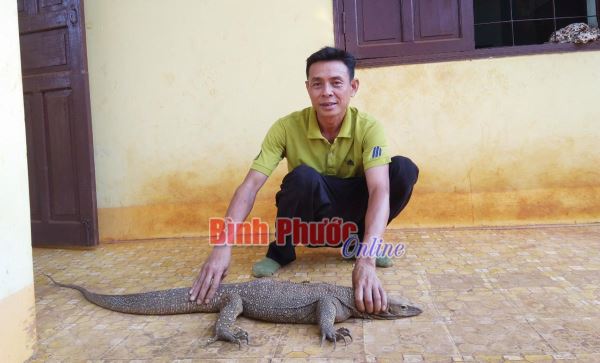 Thả 1 cá thể động vật kỳ đà hoa về rừng Vườn quốc gia Cát Tiên