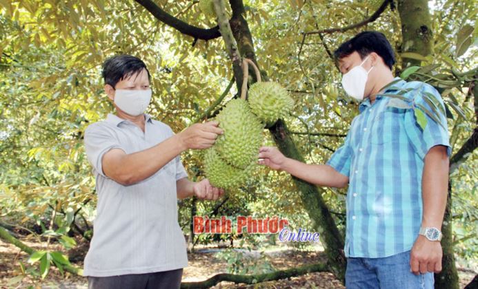 Kỳ vọng mùa sầu riêng bội thu