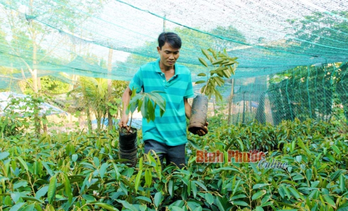 Giá cây giống sầu riêng tăng cao