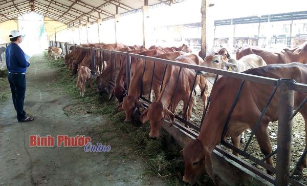 Ứng dụng khoa học và công nghệ trong chăn nuôi bò thịt chất lượng cao