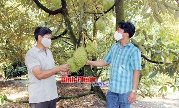 Sầu riêng đầu vụ giá cao