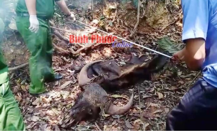 Khó khăn trong bảo vệ đàn bò tót