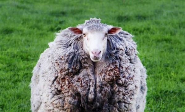 Chú cừu mang bộ lông khổng lồ sau 7 năm 'giãn cách xã hội'