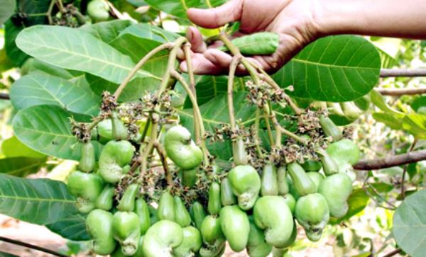 Củng cố niềm tin với cây điều