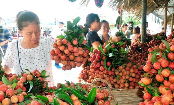Hơn 50 doanh nghiệp, hợp tác xã tham gia tiêu thụ vải ở Bắc Giang