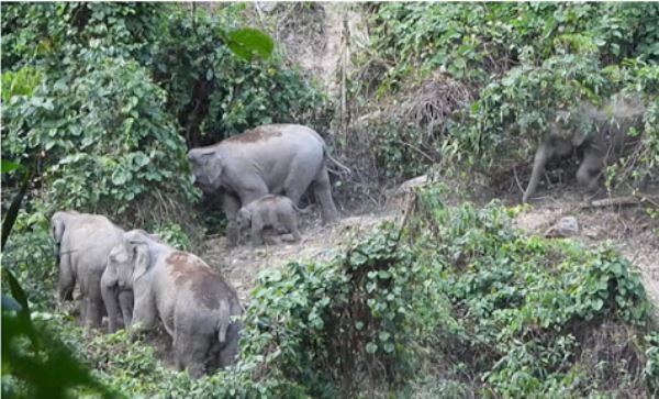 Hỗ trợ người dân xã Tân Lợi bị thiệt hại do voi