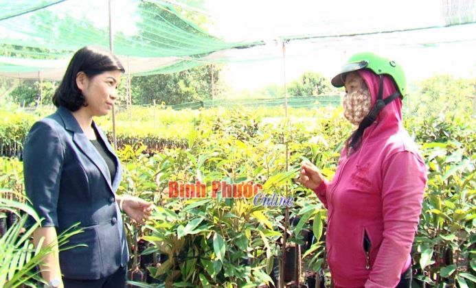 Thanh - kiểm tra kinh doanh cây giống đầu mùa mưa