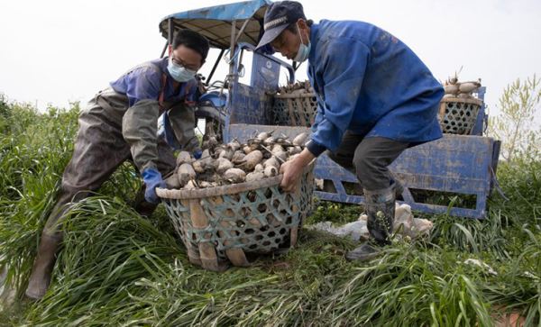 Nông sản đổ đống, thối rữa khắp thế giới vì Covid-19