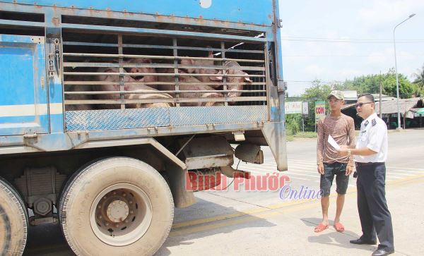 Kiểm soát dịch bệnh gia súc, gia cầm thời điểm giao mùa