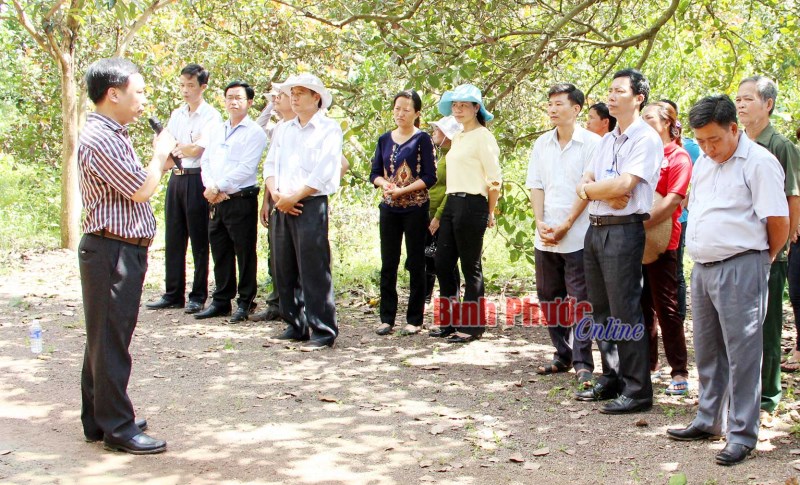 Tương lai của cây điều đến năm 2030 - Bài 1