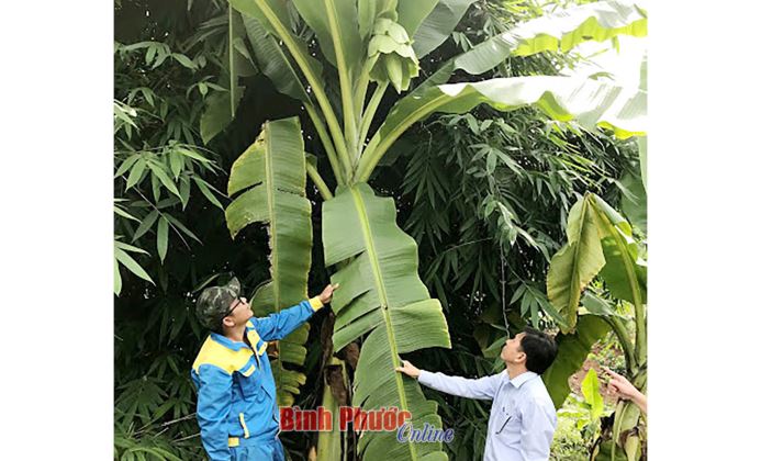 Bảo tồn và phát triển nguồn gen chuối chân voi