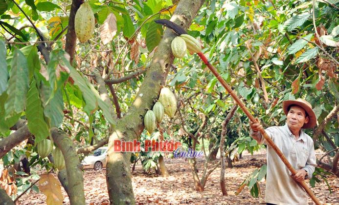 Diện tích cây ca cao giảm mạnh