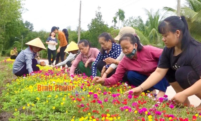 Phụ nữ Minh Hưng ra quân vệ sinh môi trường, chăm sóc các tuyến đường hoa