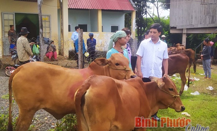 Huyện Lộc Ninh trao tặng bò giống cho hộ nghèo