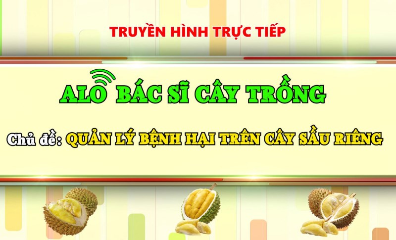 Chương trình “Alo bác sĩ cây trồng”: Quản lý bệnh hại trên cây sầu riêng