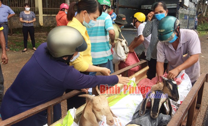 Bàn giao con giống cho hộ nghèo tại Lộc Ninh