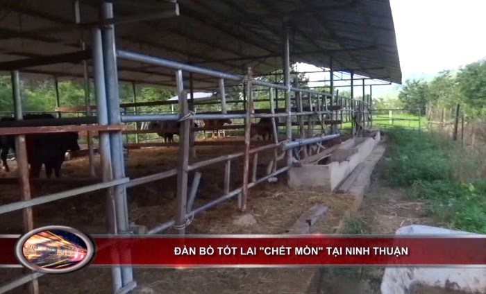 Bản tin 100 độ ngày 29-9: Đàn bò tót lai “chết mòn” tại Ninh Thuận