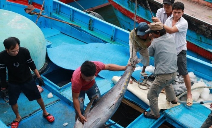 EVFTA: Cơ hội thúc đẩy phục hồi xuất khẩu sản phẩm tôm, cá ngừ vào EU