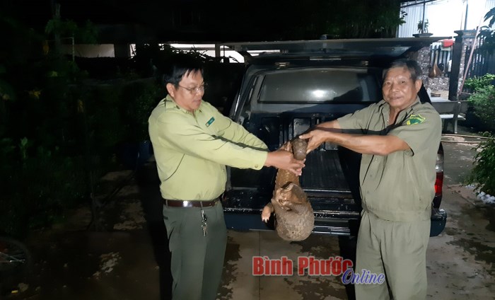 Hạt Kiểm l&acirc;m huyện B&ugrave; Đăng tiếp nhận 1 c&aacute; thể t&ecirc; t&ecirc; từ người d&acirc;n