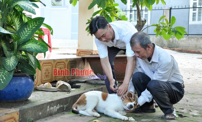 Triển khai quyết liệt, đồng bộ các giải pháp phòng, chống bệnh dại ở động vật