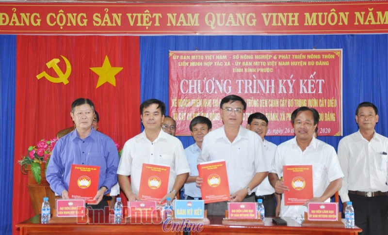 37 hộ đồng bào DTTS xã Phú Sơn được hỗ trợ thí điểm mô hình xen canh bơ trong vườn điều, cà phê 