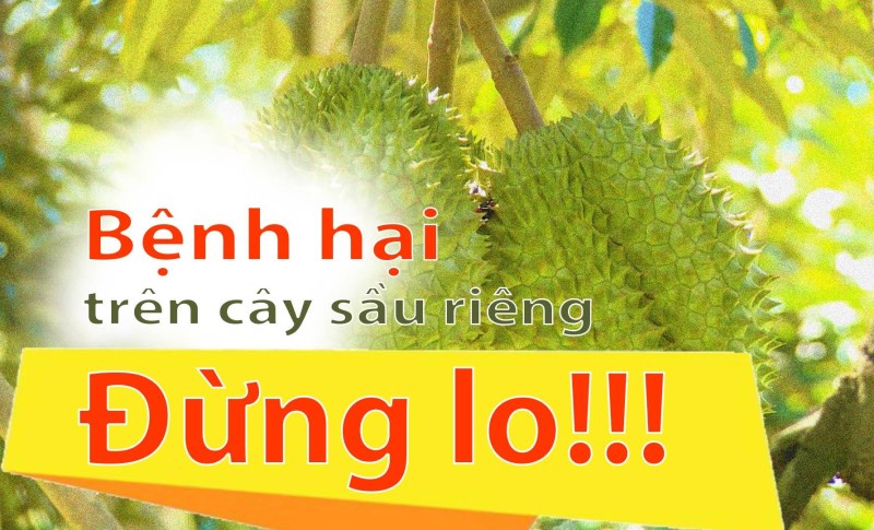 Sâu, bệnh trên cây sầu riêng và cách phòng, trị