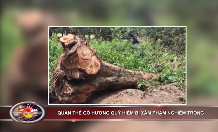 Bản tin 100 độ ngày 19-8: Quần thể gỗ hương quý hiếm bị xâm phạm nghiêm trọng