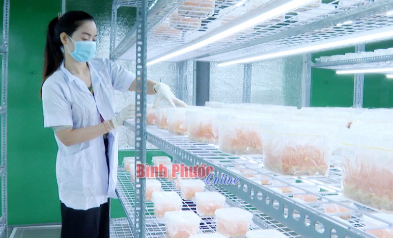 Làm chủ công nghệ, chuyển giao nấm đông trùng hạ thảo