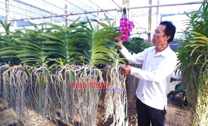 Cơ hội phát triển kinh tế từ giống lan mokara