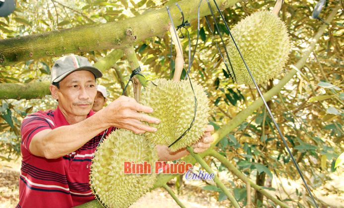 Khai thác hiệu quả tiềm năng, lợi thế để phát triển bền vững