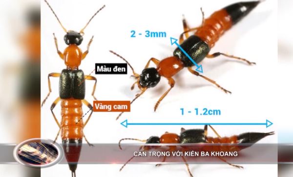 Bản tin 100 độ ngày 11-7: Cẩn trọng với kiến ba khoang