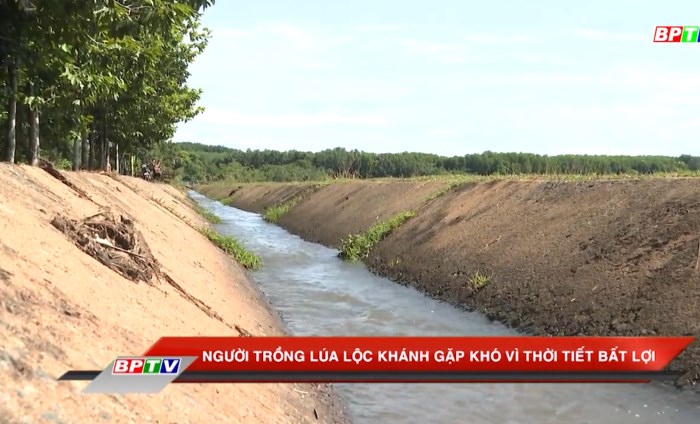 Chuyên mục Tài nguyên và Môi trường số thứ 6-2020 :Người trồng lúa xã Lộc Khánh “ngoắc ngoải” chờ nước