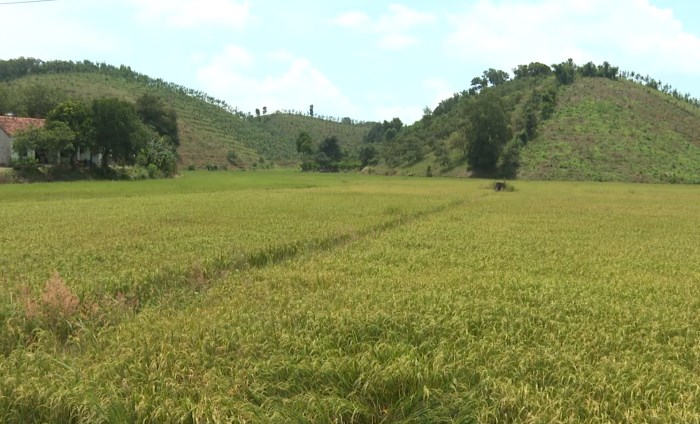 Bình Phước sản xuất nông nghiệp sạch hướng đến bảo vệ môi trường