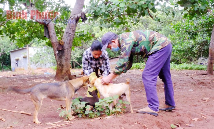 Đồng Xoài công bố hết dịch bệnh dại động vật trên địa bàn phường Tân Bình và xã Tiến Hưng