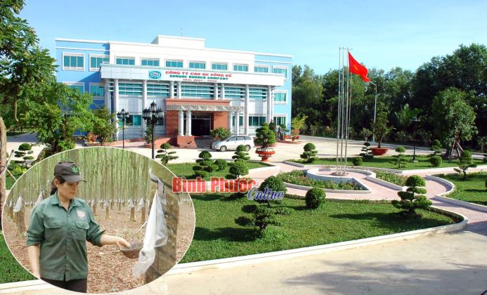 Đảng bộ Công ty cổ phần cao su Sông Bé luôn đổi mới, sáng tạo