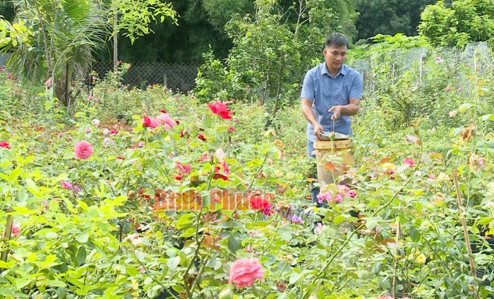 “Vị ngọt” từ vườn hồng