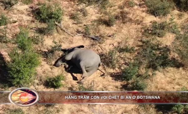 Bản tin 100 độ ng&agrave;y 3-7: H&agrave;ng trăm con voi chết b&iacute; ẩn ở Bostswana