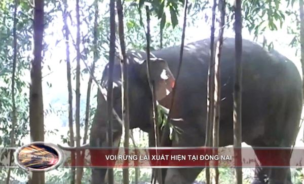 Bản tin 100 độ ng&agrave;y 5-7: Đ&agrave;n voi rừng xuất hiện, ph&aacute; hoại c&acirc;y trồng tại Đồng Nai