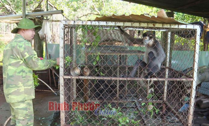 Những “vú em” ở Vườn quốc gia Bù Gia Mập