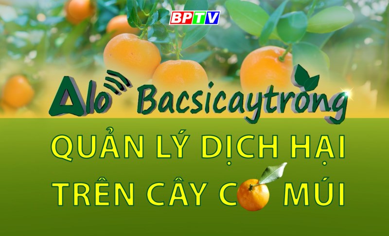 Alo Bác sĩ cây trồng số thứ 3: Phòng và điều trị dịch hại trên cây có múi