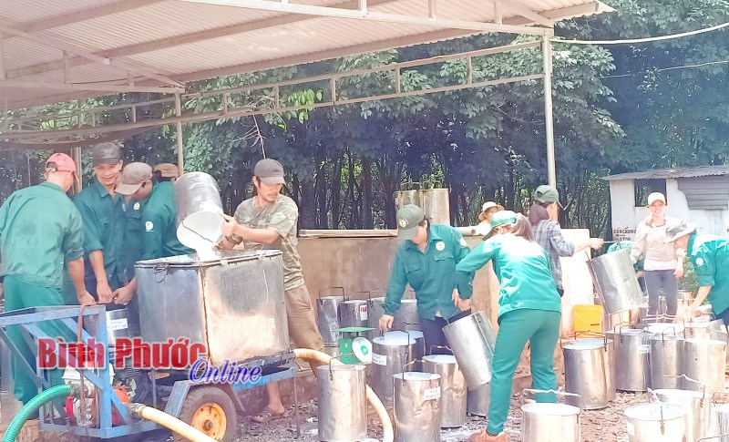 Cao su B&igrave;nh Long ch&uacute; trọng ph&aacute;t triển đảng trong c&ocirc;ng nh&acirc;n khai th&aacute;c