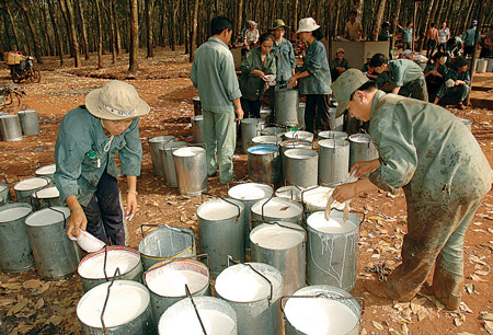 Cao su Việt Nam - lượng và chất đang nghịch chiều