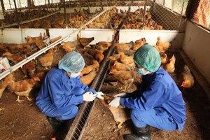 Chủ động đối phó với các chủng virus cúm gia cầm