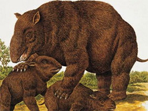 Phát hiện hóa thạch gấu túi khổng lồ tại Australia