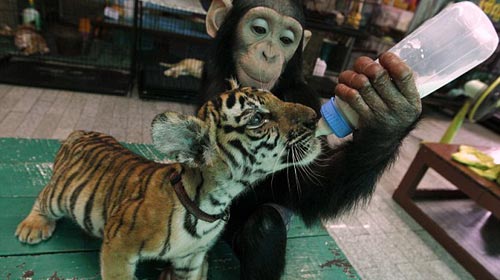 Tinh tinh làm bảo mẫu cho cọp con