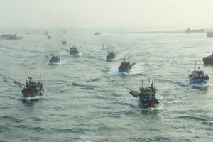 Ngư dân tỉnh Quảng Ngãi ''trúng đậm'' mùa ốc gạo